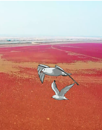 除治互花米草 从窒息滩涂到候鸟归家