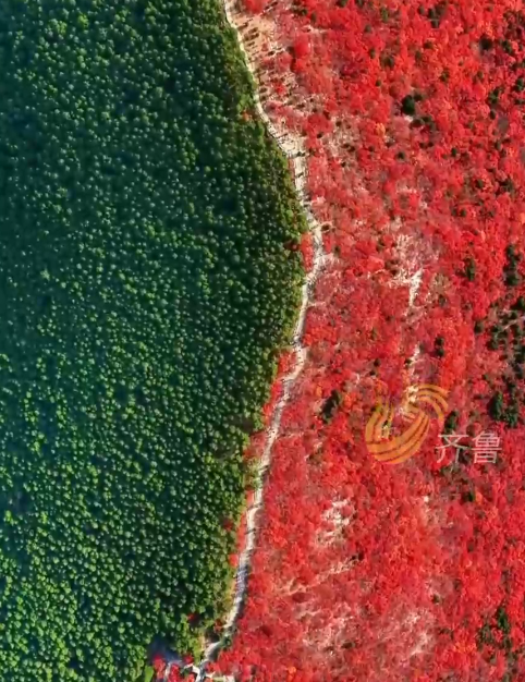 色彩赋予镜头生命 11月的山东晕染出满屏斑斓