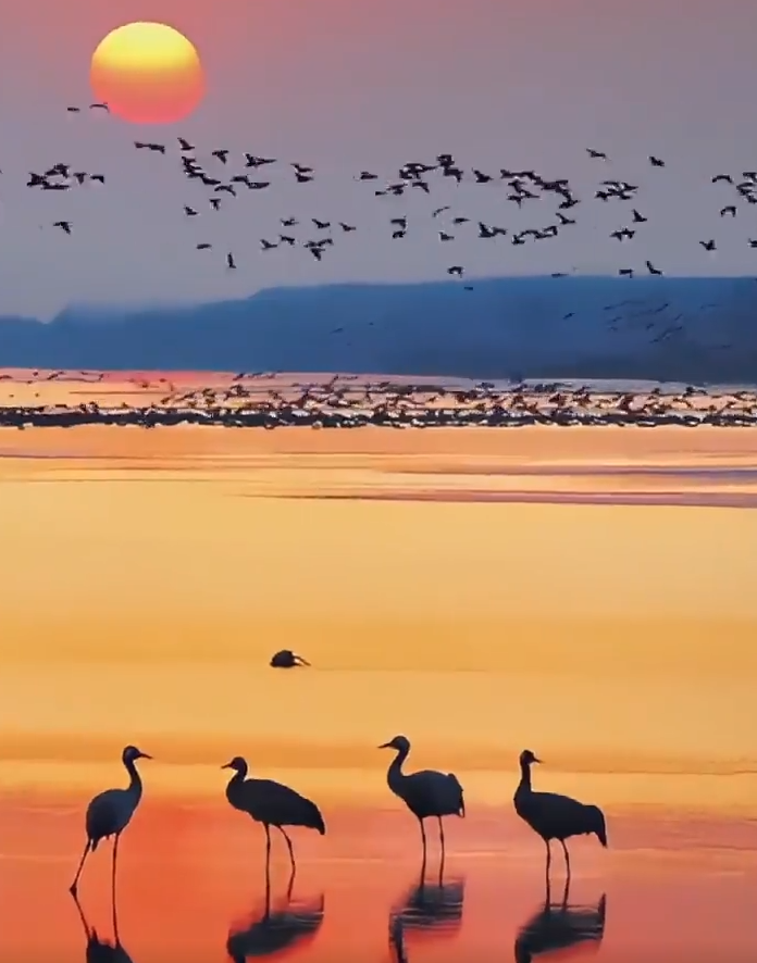 东明县黄河滩区再现“鸟浪” 每一帧都是风景大片