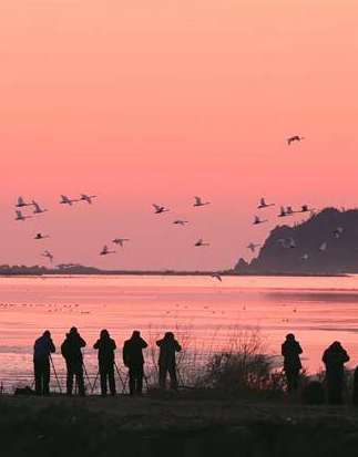 元旦打卡荣成天鹅湖！朝阳下的天鹅舞成摄影爆款