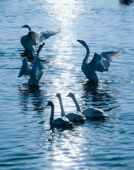 冬游威海南海 赴一场天鹅舞