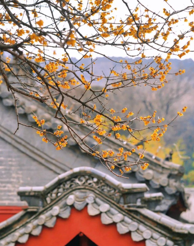 组图丨蜡梅映古刹 泰山冬意浓