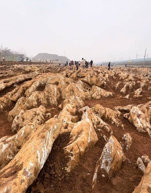 宁阳意外挖出5亿年前“石海” 壮观如“千里江山图”