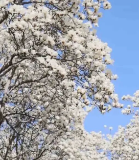 转发收藏！山东16市赏花地图来了！