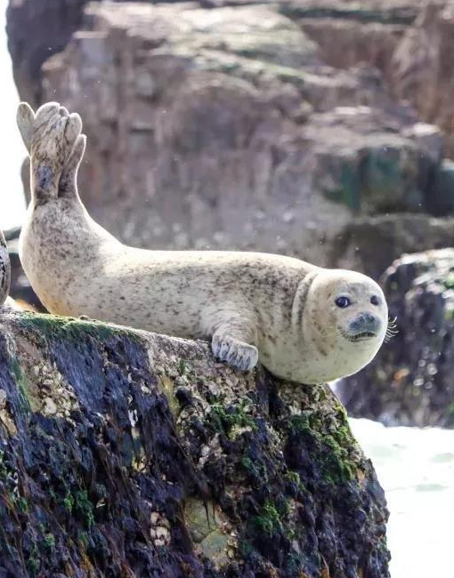 山东烟台迎斑海豹洄游 种群保护成效明显