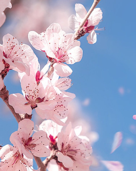 泉城赏花攻略之千佛山逛玩指南请收好