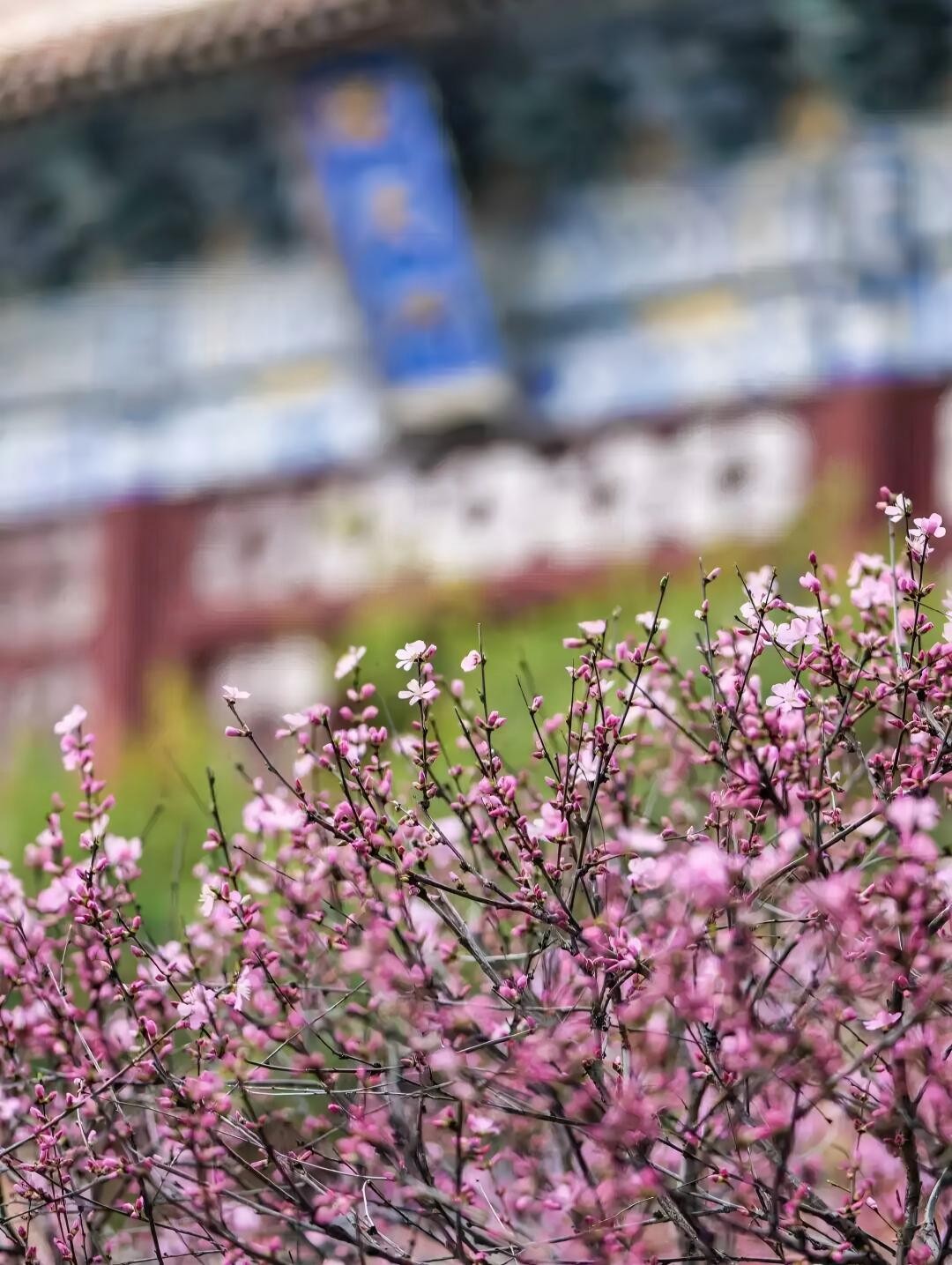 组图丨泰山春日寻芳 漫山花开正艳