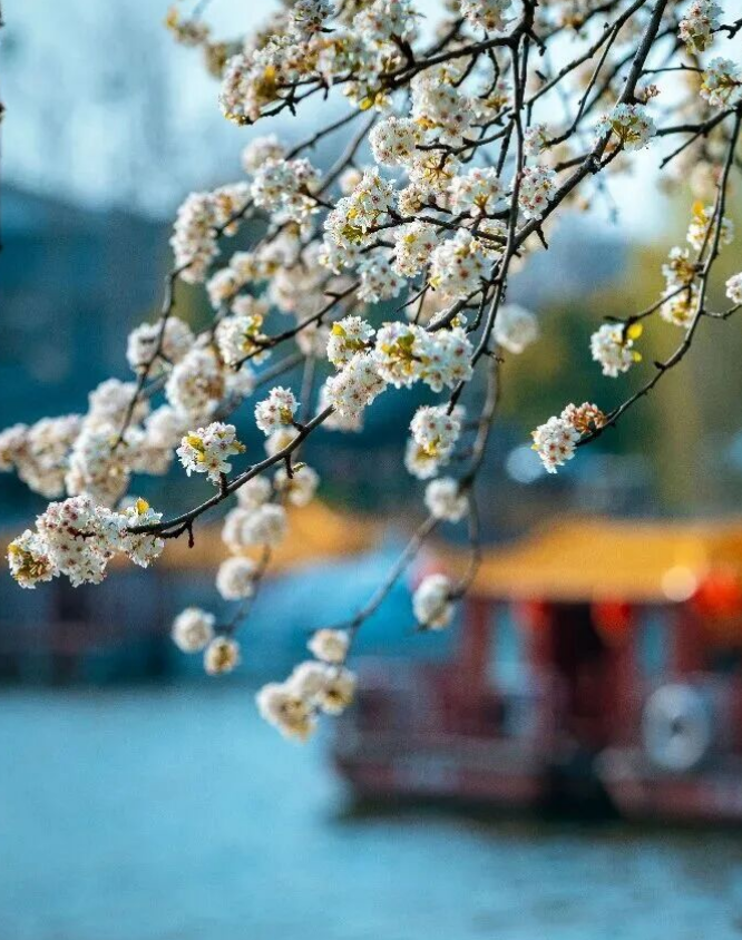 诗画山东丨花开齐鲁 这是山东春天的模样