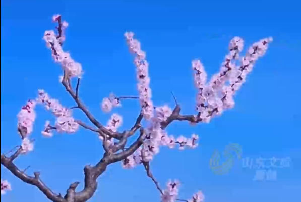 hjc222黄金城官网