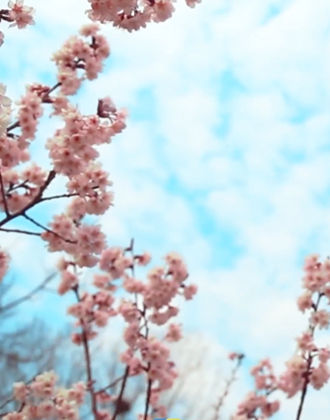 万亩樱桃花如云似雪 来昆嵛山邂逅春日画卷