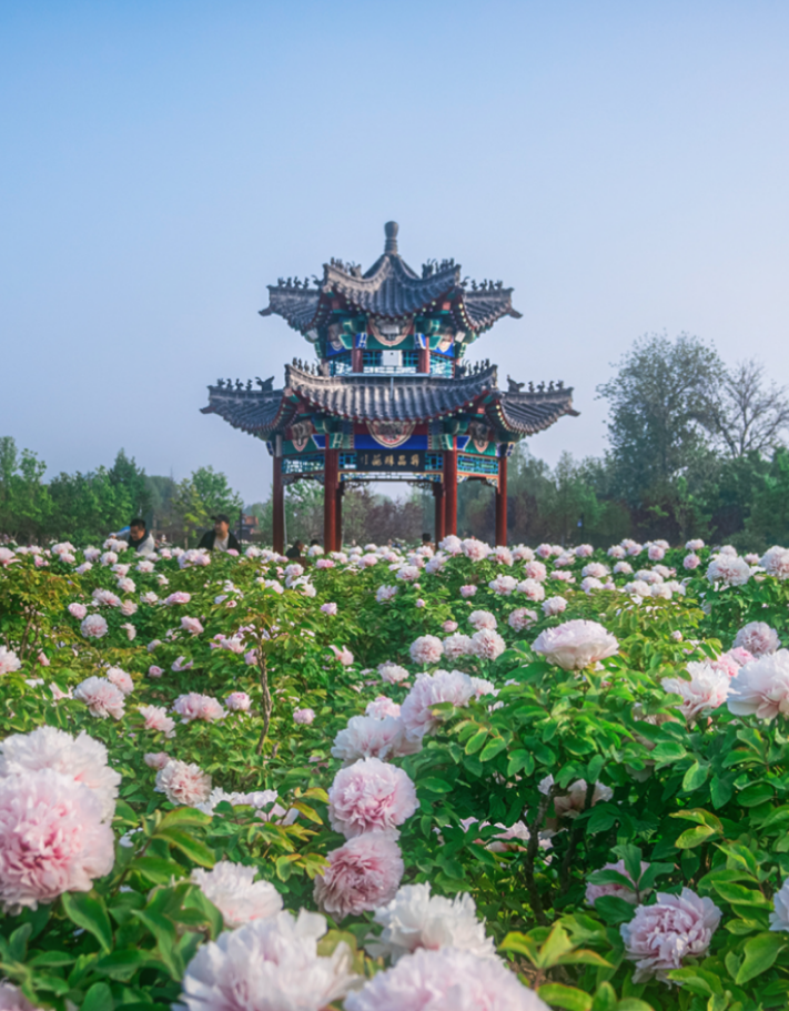 国色天香迎宾朋！2026菏泽国际牡丹节会亮点纷呈