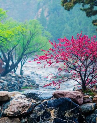 泰山赏花季 免票玩遍彩石溪！多重福利等你来