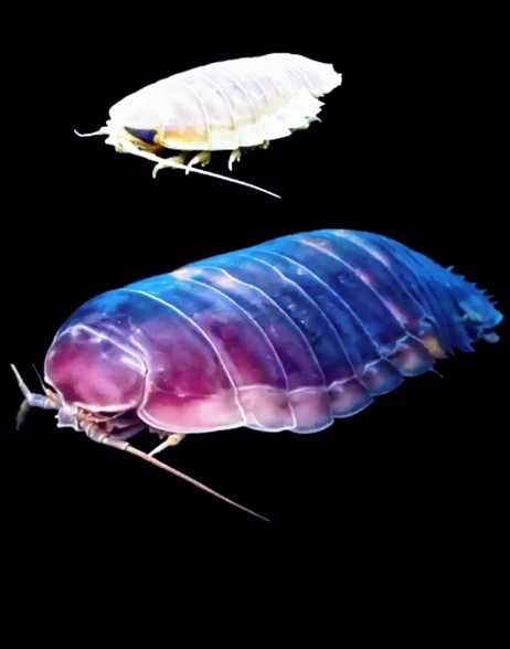 五年不吃也能活！山东团队主导破译深海生物