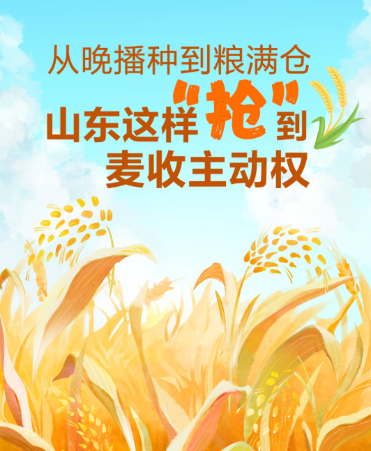 从晚播种到粮满仓 山东这样“抢”到麦收主动权