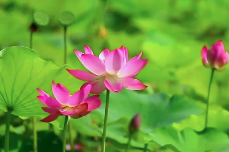 潍坊昌邑：一池荷花激活“美丽经济”
