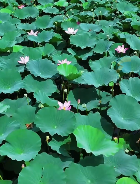 诗画济宁丨初秋湿地荷韵悠 生态美景入画来