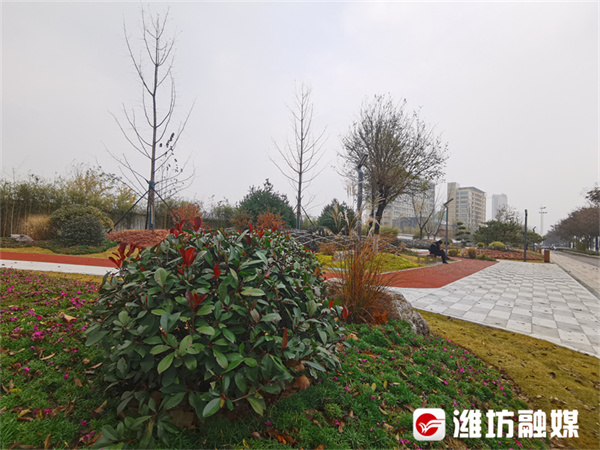 潍坊：主干道旁藏“花境” 乐园就在家门口