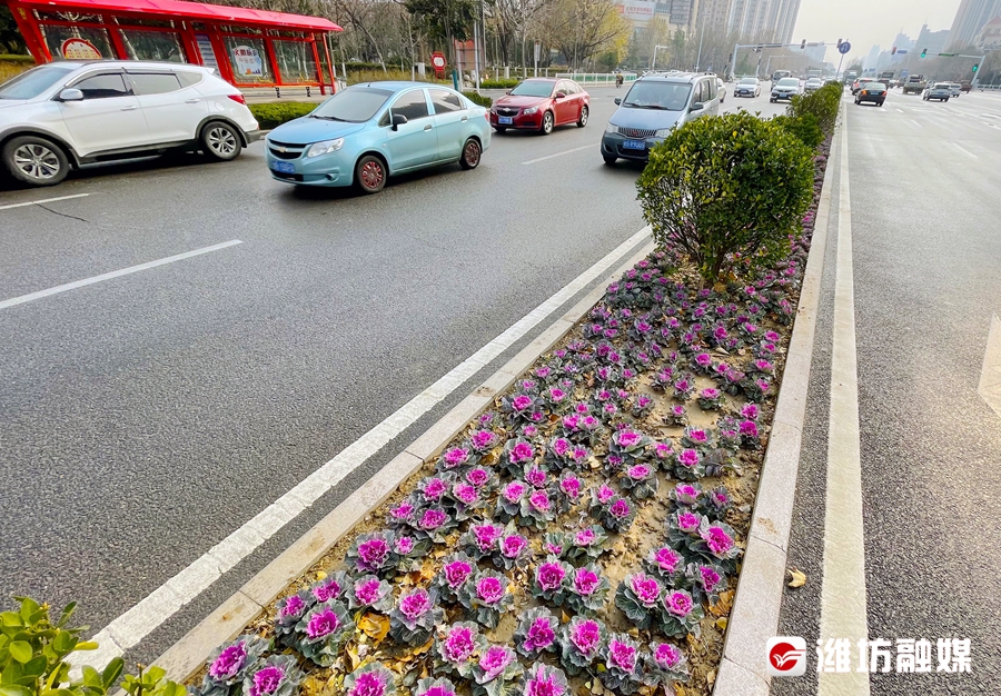 冬季常见路边绿化花卉图片