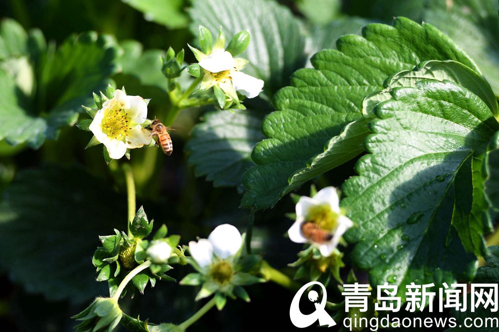草莓花盛开蜜蜂采蜜授粉郊外温室大棚里一派春天景象