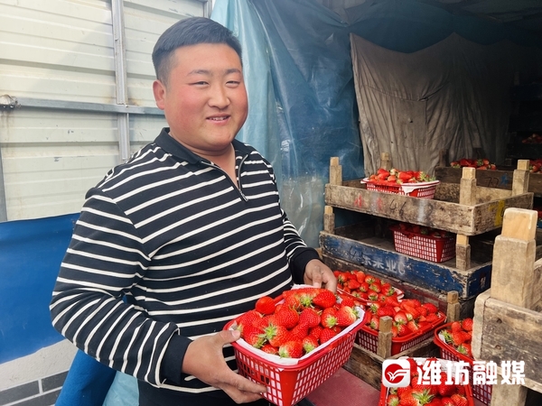 种销一体丨潍坊“草莓父子”搭档，一天销售600斤