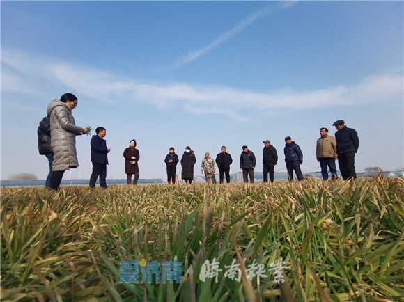 近200个农业科技专家现场指导！济南市启动冬小麦“科技壮苗”专项行动