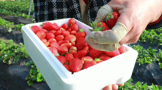 好品山东︱潍坊坊子：玉泉洼的草莓熟了！