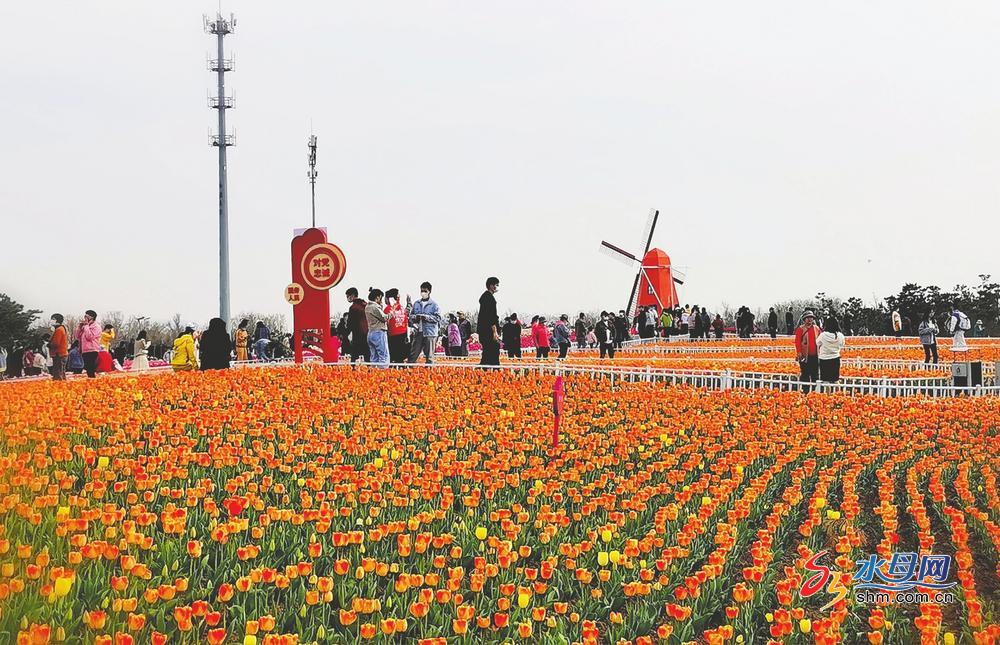开发区海螺广场万平米郁金香花海吸引市民来打卡