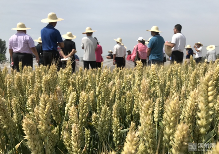 最新小麦品种山东 catch_629daf6b3a1a5.jpg