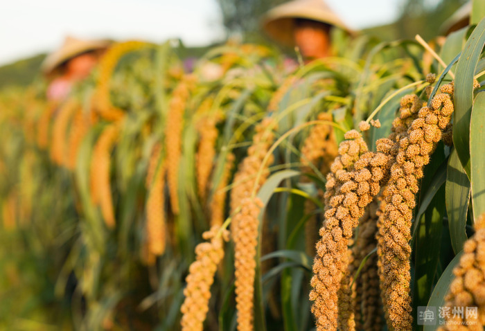 邹平山地谷子丰收