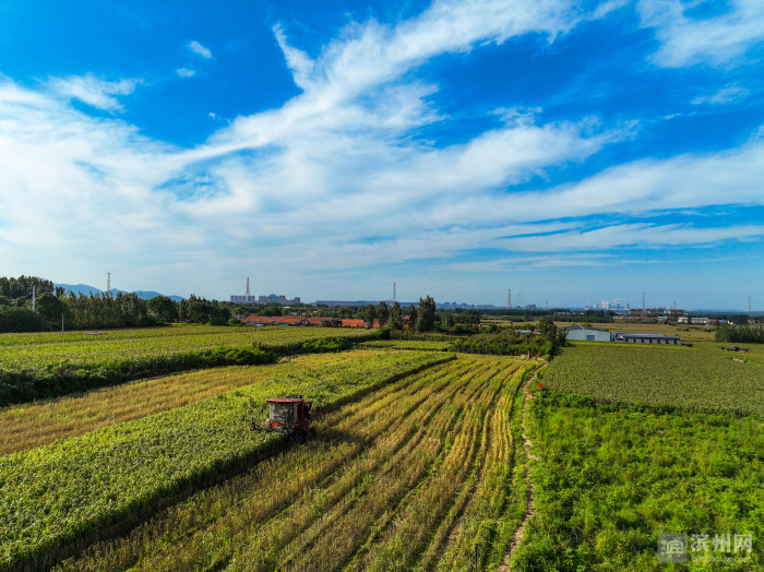 邹平山地谷子丰收