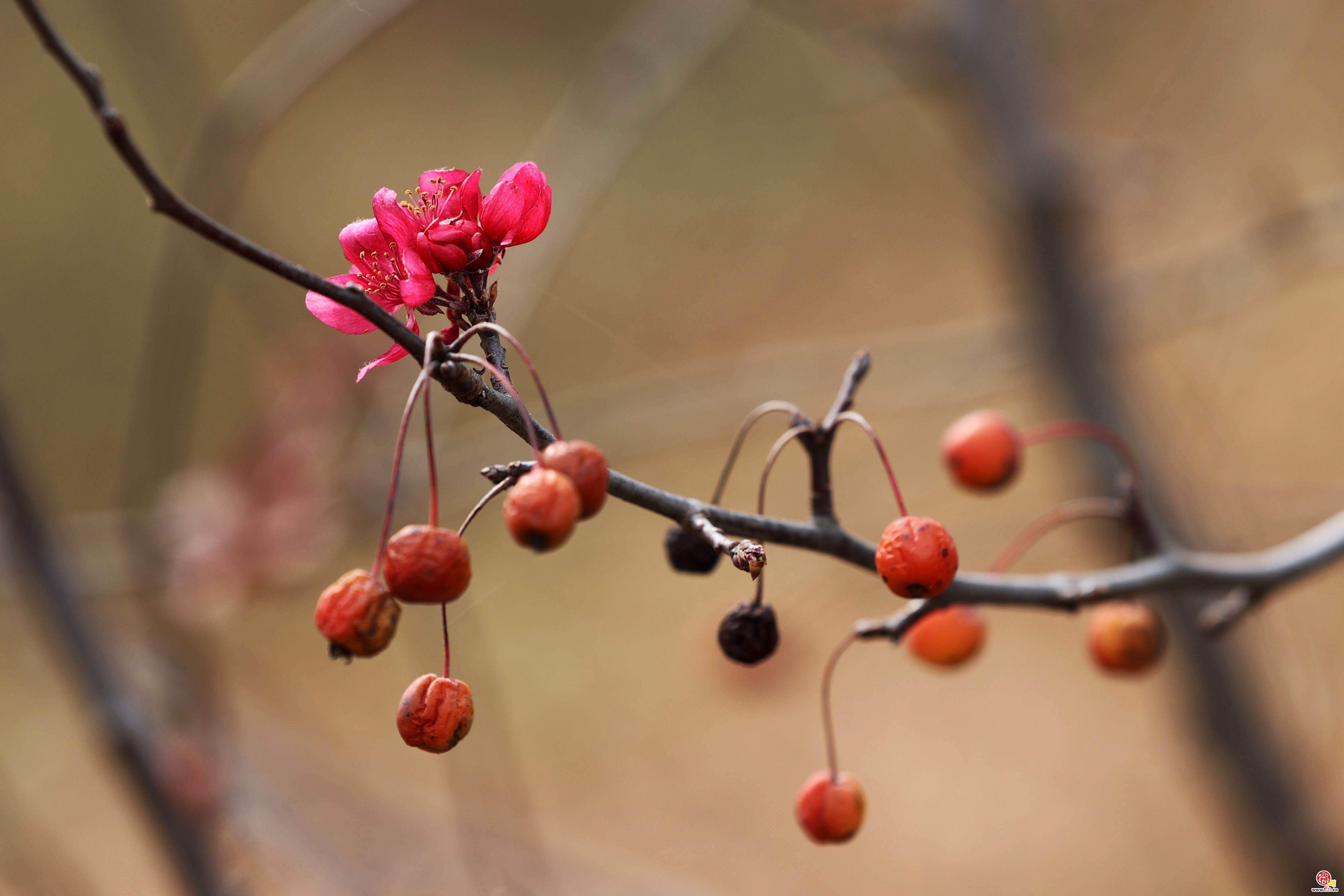 初冬时节海棠花开
