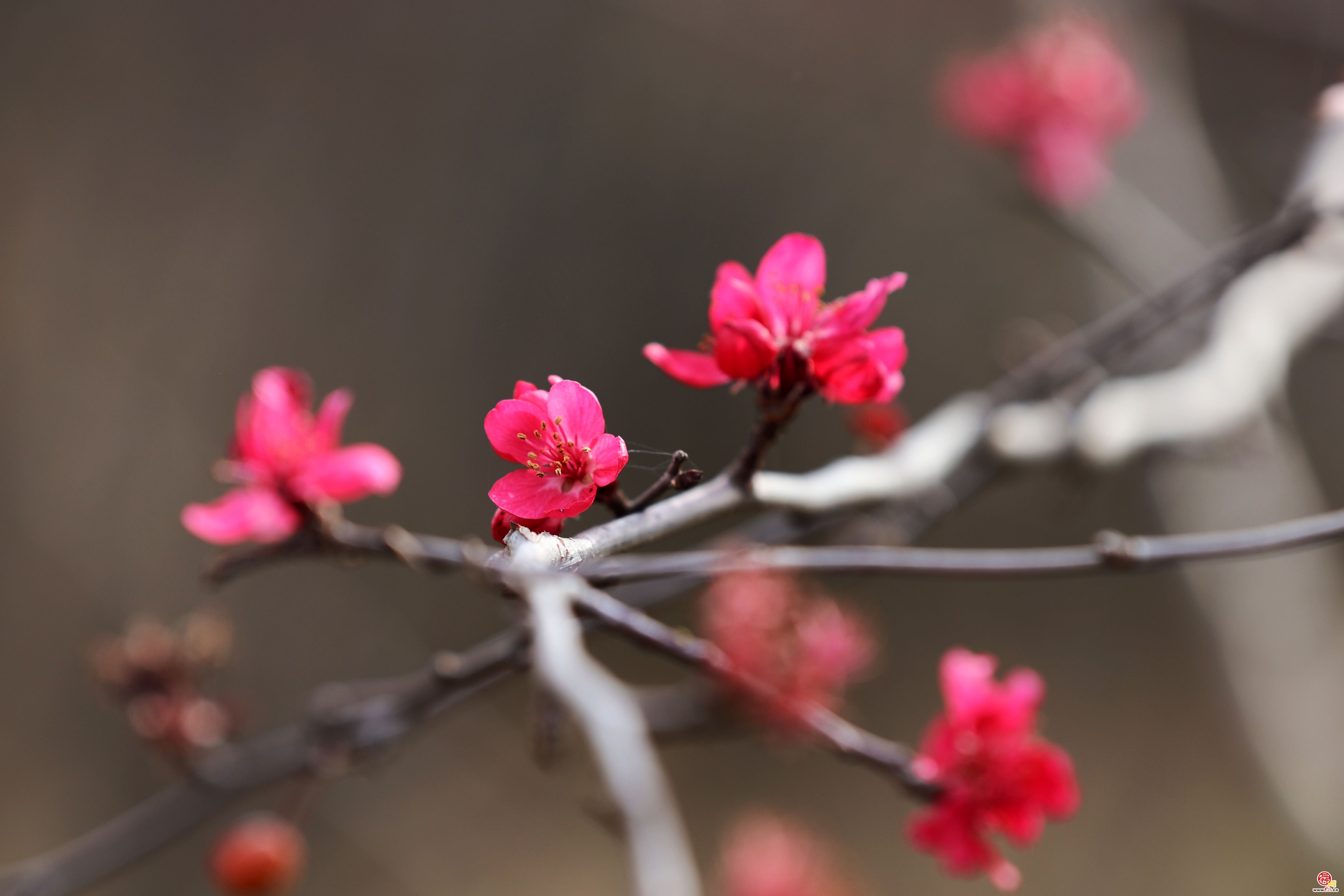 初冬时节海棠花开