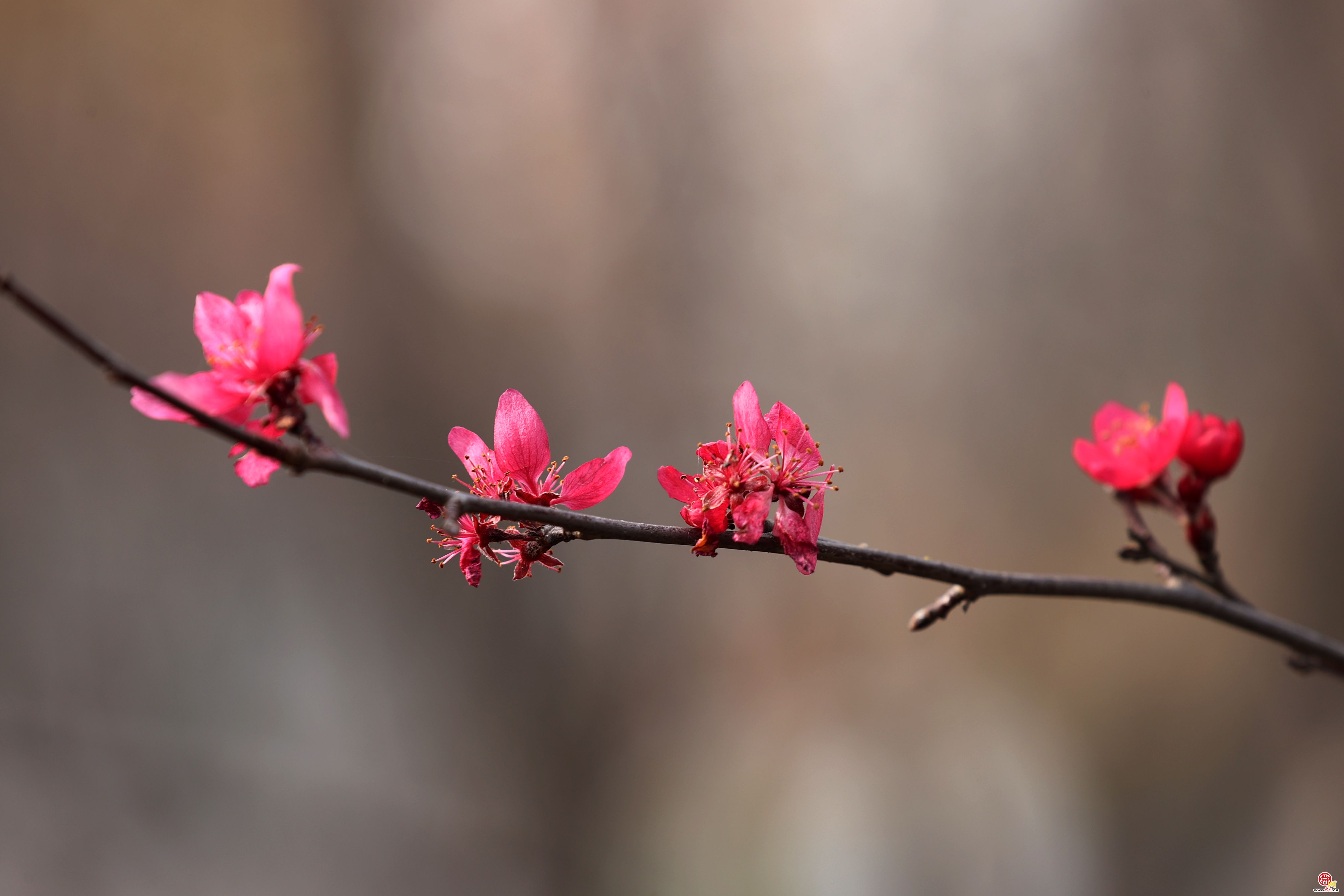 初冬时节海棠花开