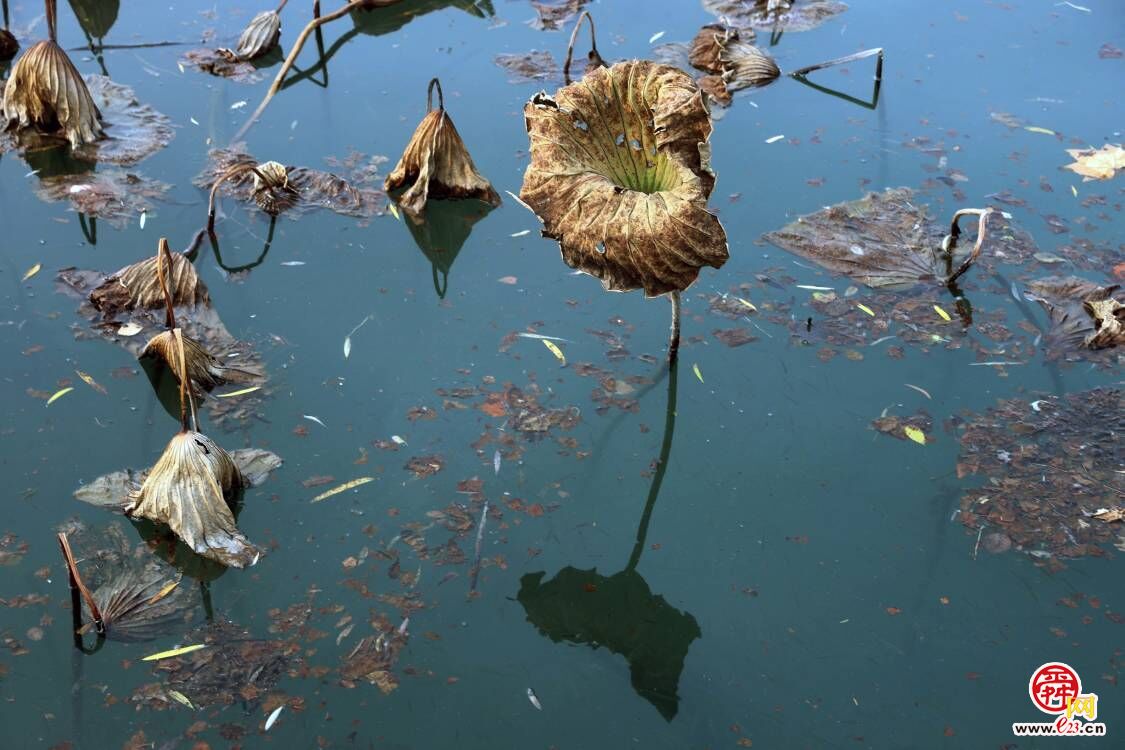 初冬残荷 意韵犹存