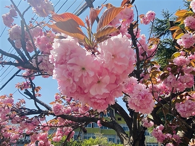 崂山"换装"五彩缤纷_青岛民生_青岛_齐鲁网