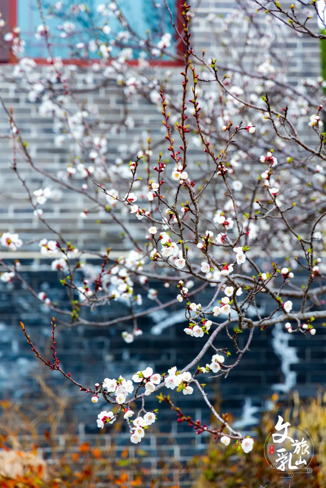 春游乳山当春花遇上古建季节限定美到极致