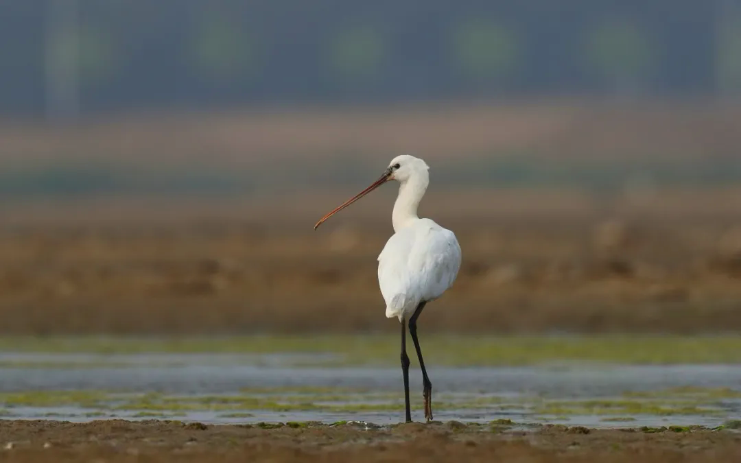 据不完全统计,南海新区有300余种鸟类,包括东方白鹳,中华秋沙鸭,天鹅