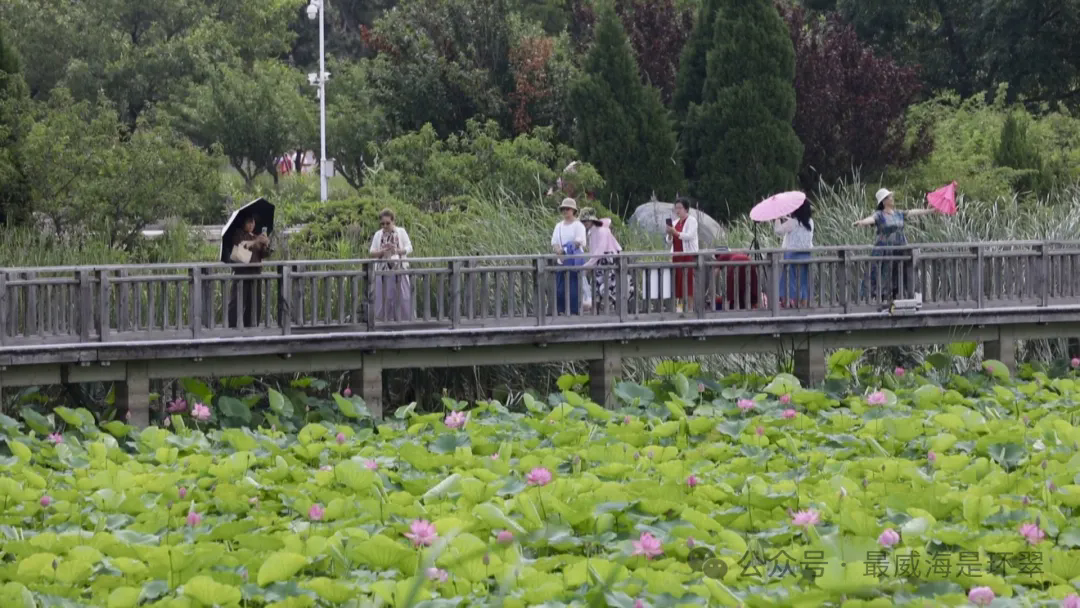 无穷碧的诗意景象完美呈现羊亭河公园荷花绽放随着盛夏的来临荷花,是