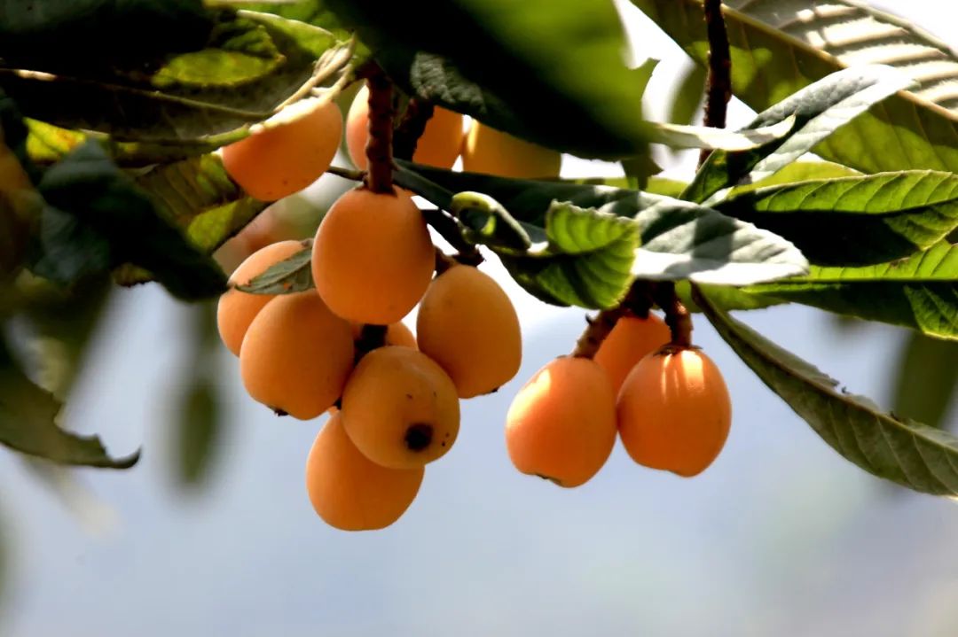 主播夜读今日小满主播橙子