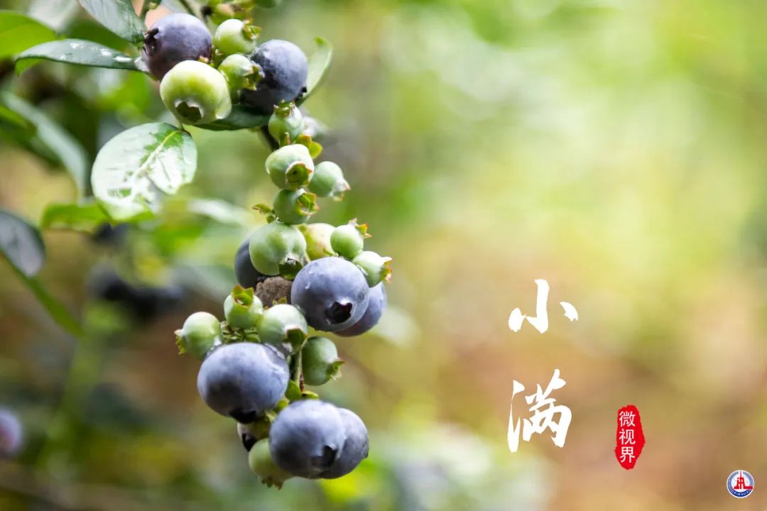 主播夜读今日小满主播橙子