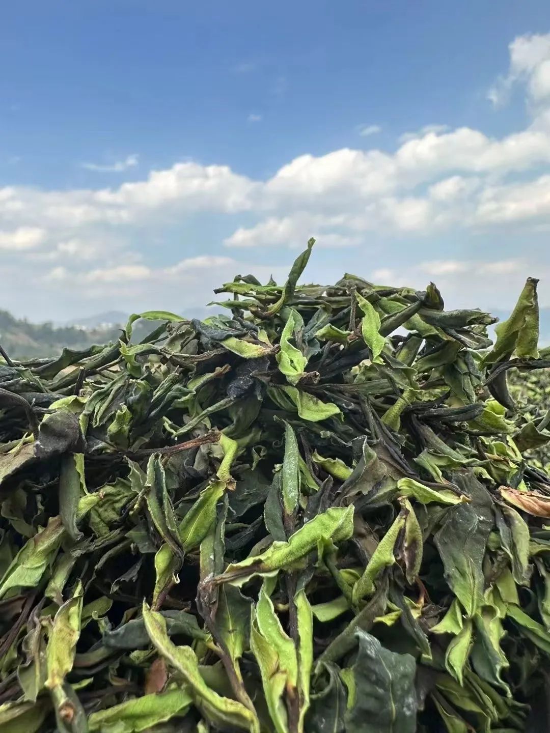 皎然白茶"森林茶芽",一款可以细说,细品的茶