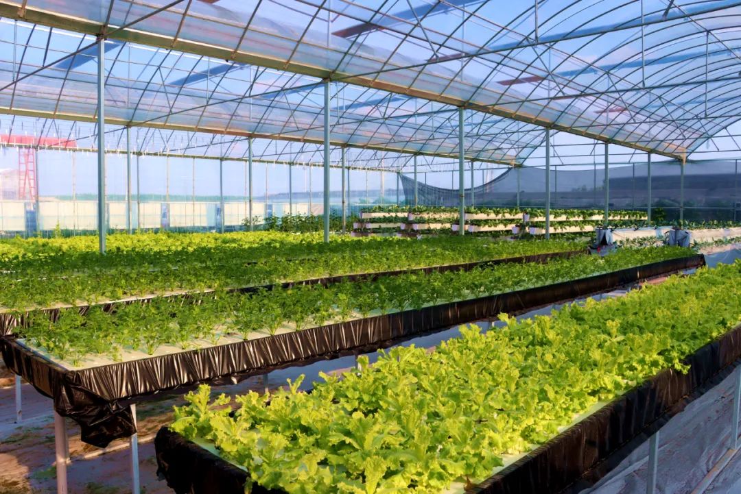 现代农业风向标:蔬菜种植基地的发展趋势