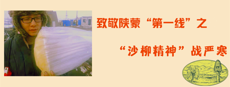 沙柳精神图片