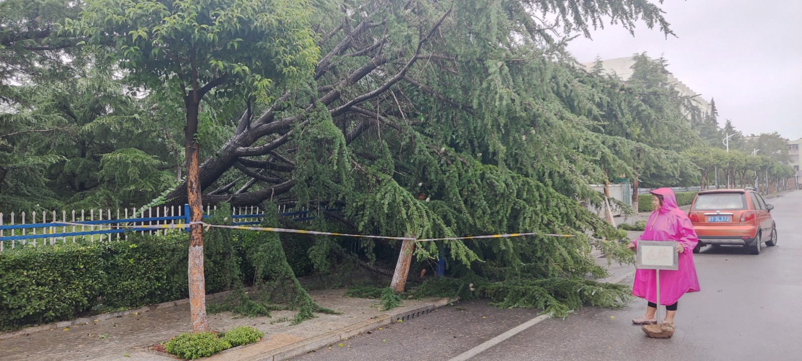 一名员工冒雨在刮倒的大树旁设置警戒线、警示牌