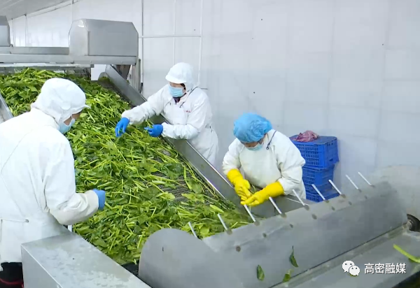 切菜,分拣,包装,冷东……瑞丰食品有限公司预制菜加工车间,在一条现代