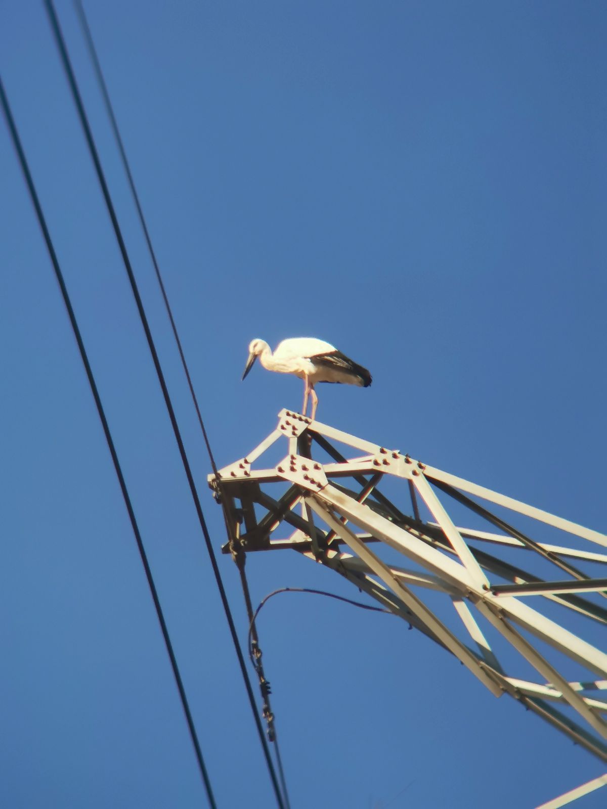 大众日报客户端刊发高密市境内首次在输电塔上发现东方白鹳